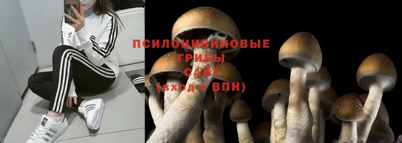 закладка  Боготол  Псилоцибиновые грибы Magic Shrooms 